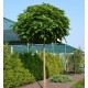 Катальпа бігнонієвидна Нана  Catalpa bignonioides 'Nana'